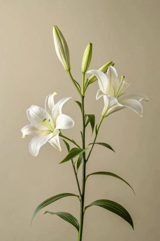 百合