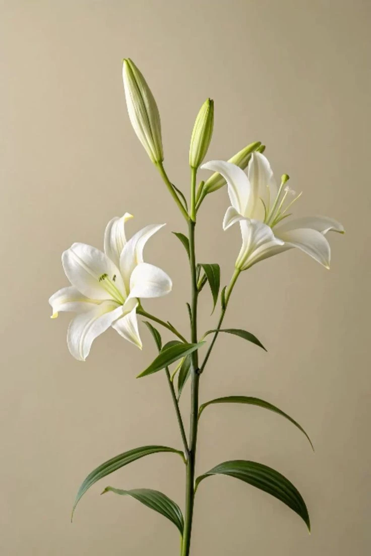 百合
