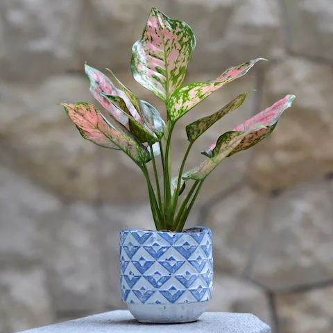 綠植盆栽